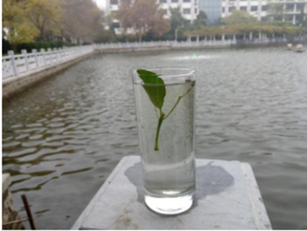 山东明月湖-老干部活动中心莲花湖